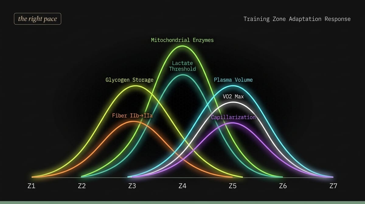 Coggan training zone adaptation matrix — color-coded intensity by physiological adaptation
